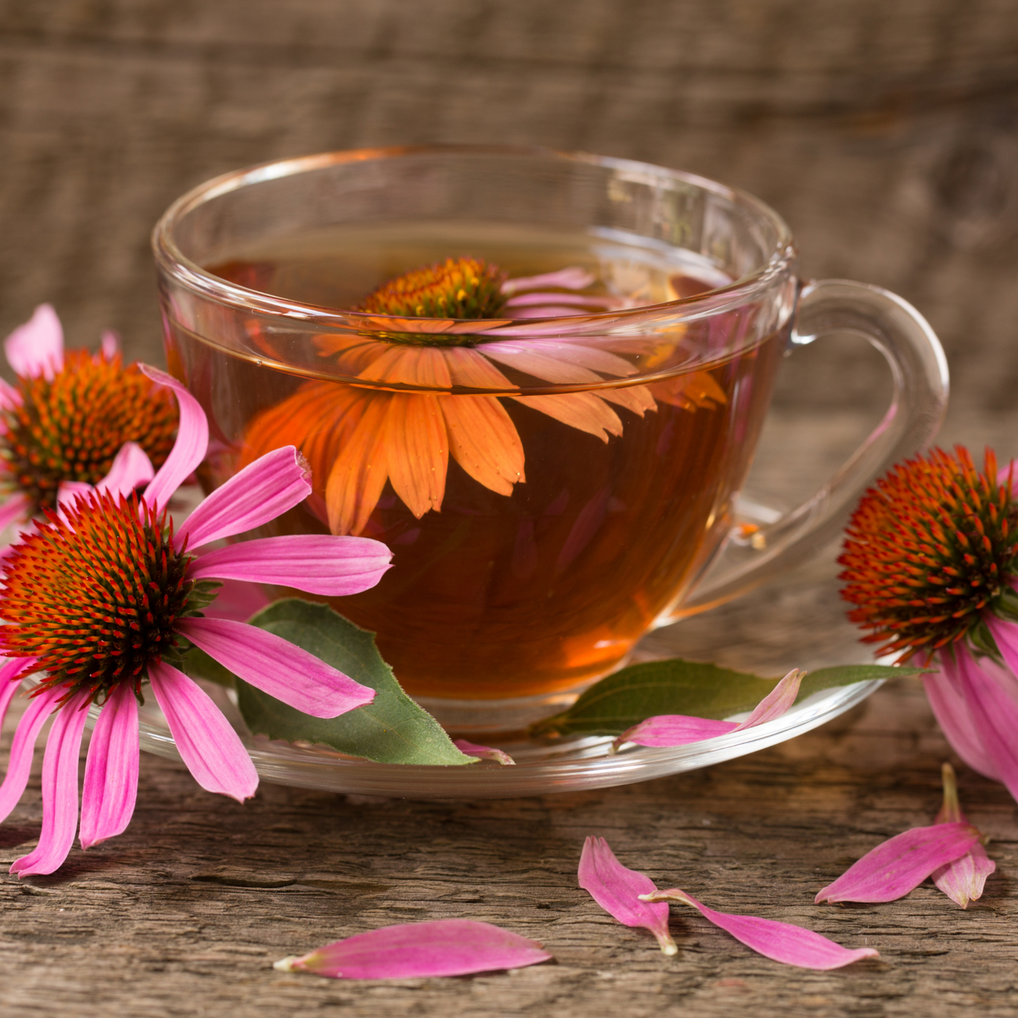 Witchy Pooh's Echinacea Tea - Purpurea, Loose Leaf Herbal Tea, Caffeine Free-3
